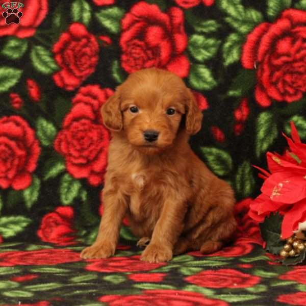 Cole, Mini Goldendoodle Puppy